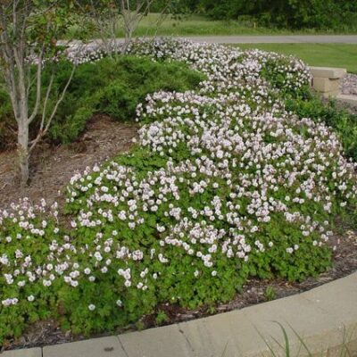 Biokovo Geranium Garden Plant