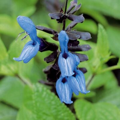 Black and Blue Salvia Garden Plant