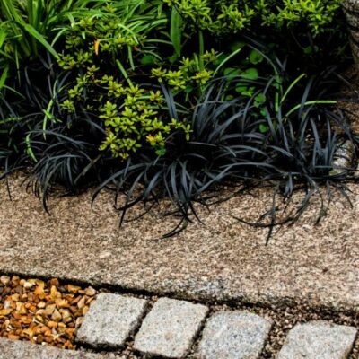 Black Beard Mondo Grass Garden Plant