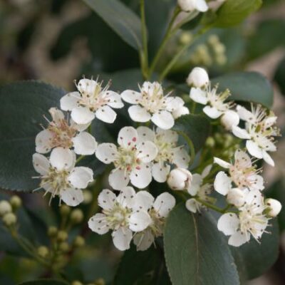 Black Chokeberry Garden Plant