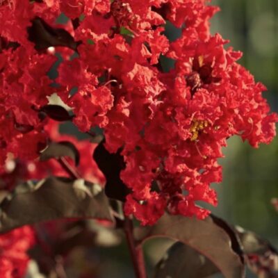 Black Diamond Best Red Crape Myrtle Garden Plant