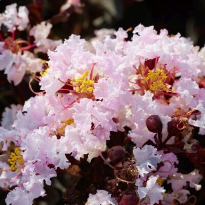 Black Diamond Blush Crape Myrtle Garden Plant