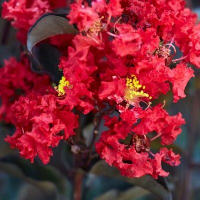 Black Diamond Crimson Red Crape Myrtle Garden Plant