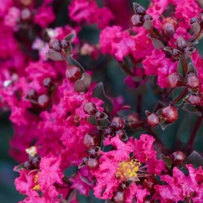 Black Diamond Mystic Magenta Crape Myrtle Garden Plant