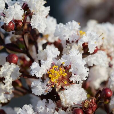 Black Diamond Pure White Crape Myrtle Garden Plant