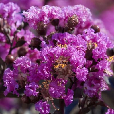 Black Diamond Purely Purple Crape Myrtle Garden Plant