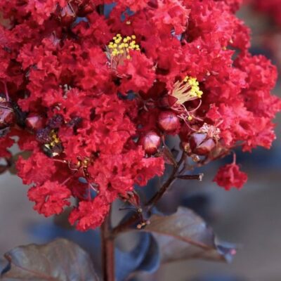 Black Diamond Red Hot Crape Myrtle Garden Plant