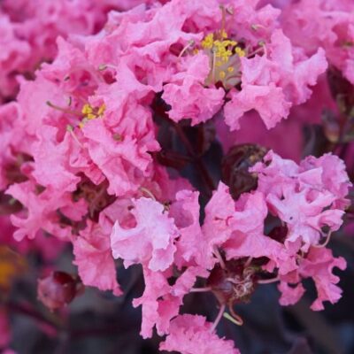 Black Diamond Shell Pink Crape Myrtle Garden Plant