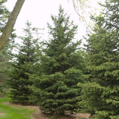 Black Hills Spruce Tree Garden Plant