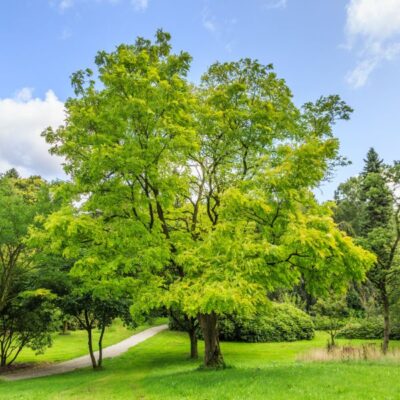 Black Locust Garden Plant