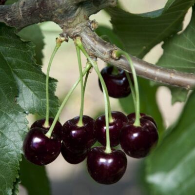 Black Tartarian Cherry Tree Garden Plant
