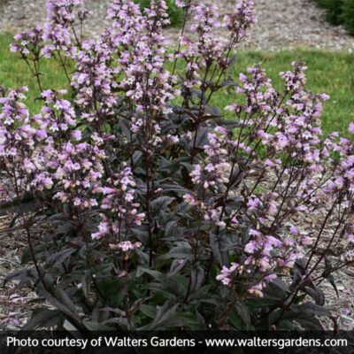 Blackbeard Penstemon Beardtongue Garden Plant