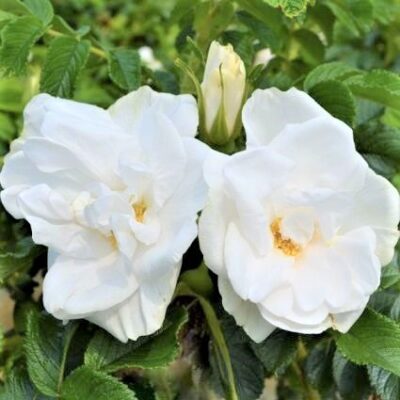 Blanc Double de Coubert Hybrid Rugosa Rose Garden Plant