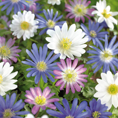 Blanda Anemone Mix Garden Plant