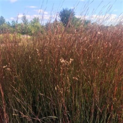 Blaze Little Bluestem Grass Garden Plant