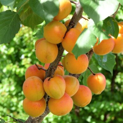 Blenheim Apricot Tree Garden Plant