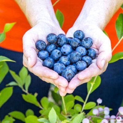 Bless Your Heart Blueberry Garden Plant