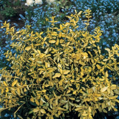 Blondy Euonymus Garden Plant