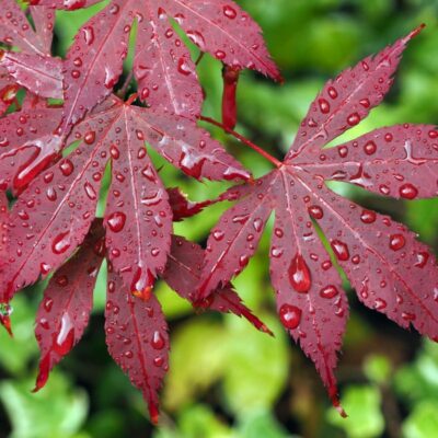 Bloodgood Japanese Maple Garden Plant