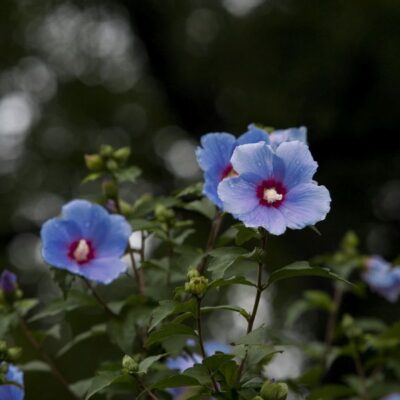Blue Bird Rose of Sharon Garden Plant