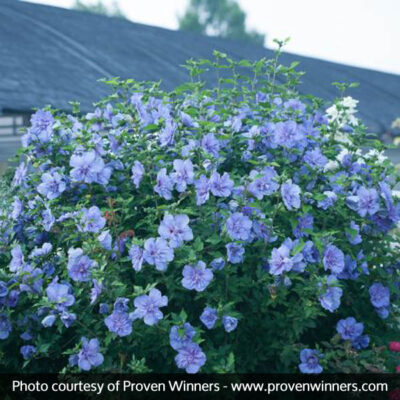 Blue Chiffon Rose of Sharon Tree Garden Plant
