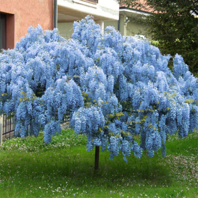 Blue Chinese Wisteria Tree Garden Plant