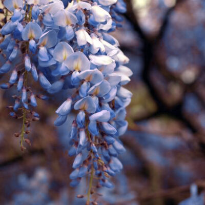 Blue Chinese Wisteria Vine Garden Plant