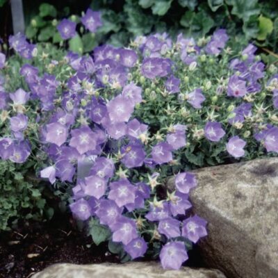 Blue Clips Bellflower Garden Plant