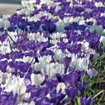 Blue Crocus Blend Garden Plant