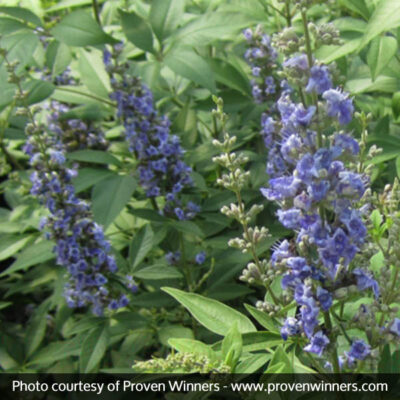 Blue Diddley Chaste Tree Garden Plant