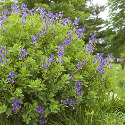 Blue False Indigo Garden Plant