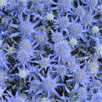 Blue Glitter Sea Holly Garden Plant