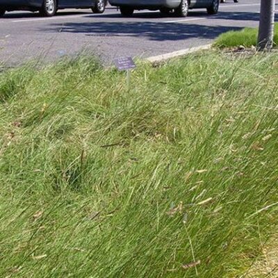 Blue Grama Grass Plugs Garden Plant