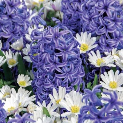 Blue Heaven Hyacinth/Anemone Mix Garden Plant