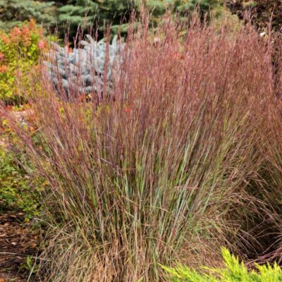 Blue Heaven Little Bluestem Grass Garden Plant