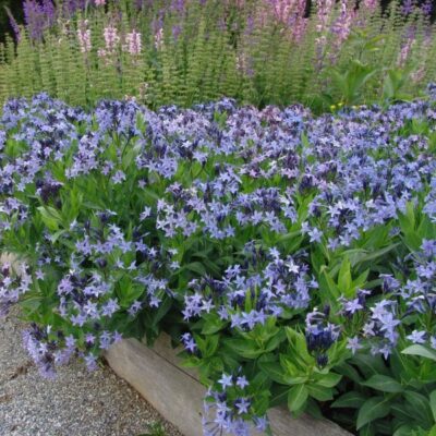 Blue Ice Amsonia Garden Plant