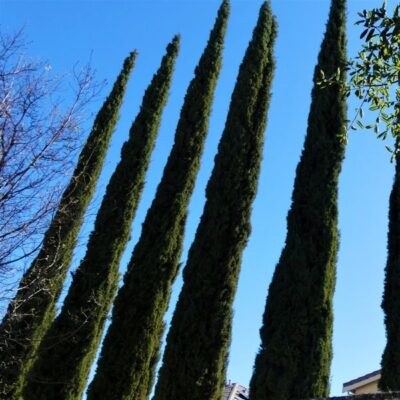 Blue Italian Cypress Garden Plant