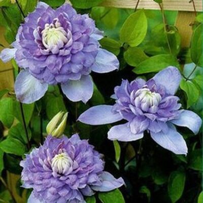 Blue Light Clematis Garden Plant