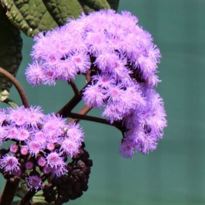 Blue Mist Flower Garden Plant
