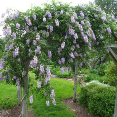 Blue Moon Wisteria Garden Plant