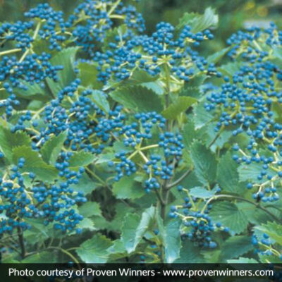 Blue Muffin Arrowwood Viburnum Garden Plant