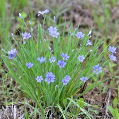 Blue Note Blue Eyed Grass Garden Plant