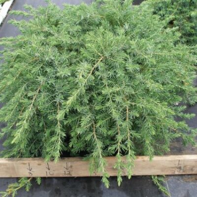 Blue Pacific Juniper Garden Plant