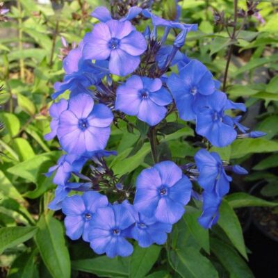 Blue Paradise Phlox Garden Plant