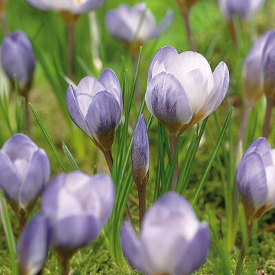 Blue Pearl Crocus Garden Plant