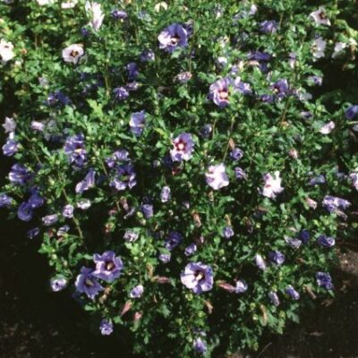 Blue Satin Rose of Sharon Garden Plant