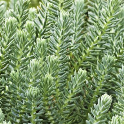 Blue Spruce Sedum Garden Plant