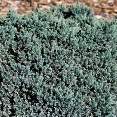 Blue Star Juniper Garden Plant