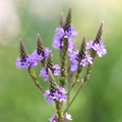 Blue Vervain Garden Plant