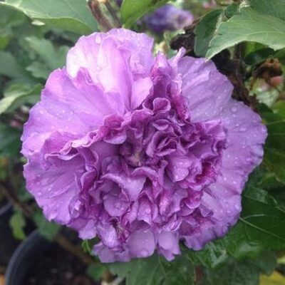 Blueberry Smoothie Rose of Sharon Tree Form Garden Plant